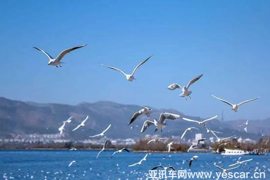 AI智能俠七城對(duì)決，哈弗F7節(jié)油battle一觸即發(fā)