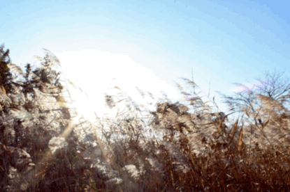 19093607902fd323f43498.gif image004.gif