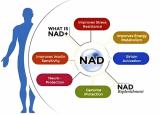 NMN是什么？富人圈層的抗衰秘密，哈佛醫(yī)學(xué)院揭開(kāi)其神秘面紗